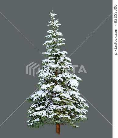 Pine Tree with Snow, Digital Painting on White background Pine Tree with Snow, Digital Painting on White background 92855300