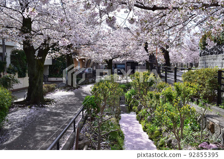 Setagaya / Kitazawa River Green Road Cherry Blossoms Setagaya / Kitazawa River Green Road Cherry Blossoms 92855395