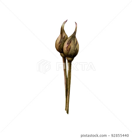Watercolor pink rose buds for wedding, birthday invitation and greeting card design. Trendy illustration in botanical style with hand drawn plant details. Element isolated on white background. Watercolor pink rose buds for wedding, birthday invitation and greeting card design. Trendy illustration in botanical style with hand drawn plant details. Element isolated on white background. 92855440