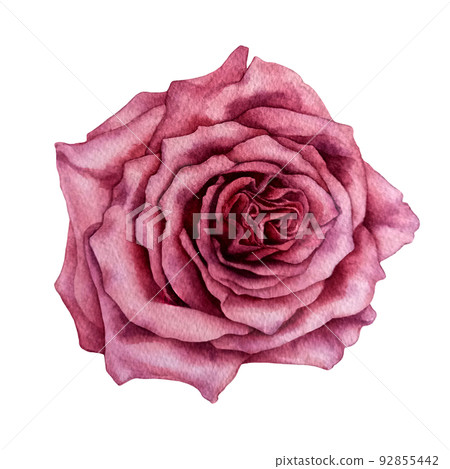 Watercolor pink rose for wedding, birthday, Valentines day, Mother's day, party, celebration, greeting cards, invitations, postcard. Trendy hand drawn illustration in botanical style. Element isol Watercolor pink rose for wedding, birthday, Valentines day, Mother's day, party, celebration, greeting cards, invitations, postcard. Trendy hand drawn illustration in botanical style. Element isol 92855442