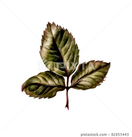 Watercolor pink rose leaf for wedding, birthday, Valentines day, Mother's day, party, celebration, greeting cards, invitations, postcard. Trendy hand drawn illustration in bot Watercolor pink rose leaf for wedding, birthday, Valentines day, Mother's day, party, celebration, greeting cards, invitations, postcard. Trendy hand drawn illustration in bot 92855443