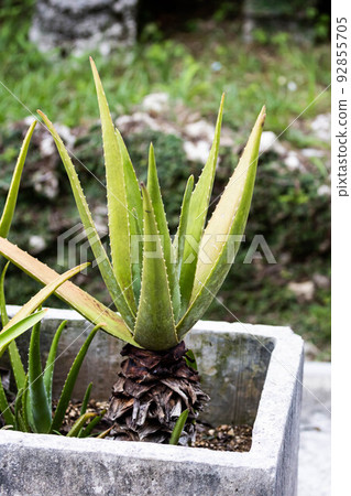 Aloe vera 92855705