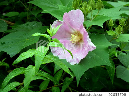 On the left bank of the Haya River where only one flower bloomed 92855706