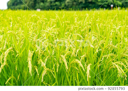 收穫圖像 夏天的稻穗 92855793