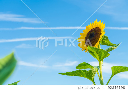 向日葵/夏天的形象 92856198
