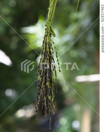 Ripe Black Aush Paddy rice spike with the blurry background  92857465