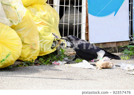 Crow fishing trash Crow fishing trash 92857476