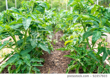 Tomato plants growing outdoors in a garden Tomato plants growing outdoors in a garden 92857603