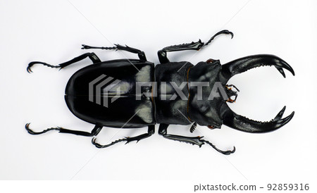 Beetle isolated on white. Giant black stag beetle Hexarthrius buqueti macro. Collection beetle, lucanidae, coleoptera, insects, entomology 92859316
