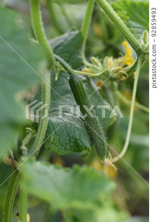 Cucumber cultivation/home garden 92859493