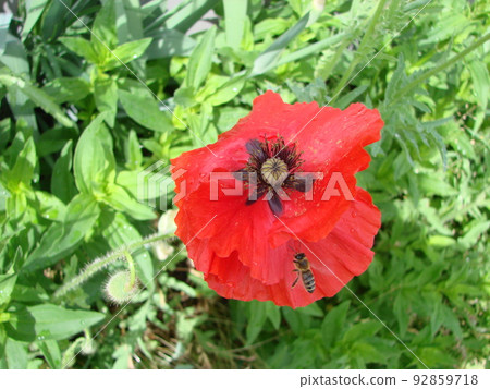 Red Poppy Flowers with a Bee and Wheat Fields on the Background. Common Poppy Papaver rhoeas Red Poppy Flowers with a Bee and Wheat Fields on the Background. Common Poppy Papaver rhoeas 92859718