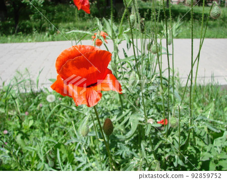 Red Poppy Flowers with a Bee and Wheat Fields on the Background. Common Poppy Papaver rhoeas Red Poppy Flowers with a Bee and Wheat Fields on the Background. Common Poppy Papaver rhoeas 92859752