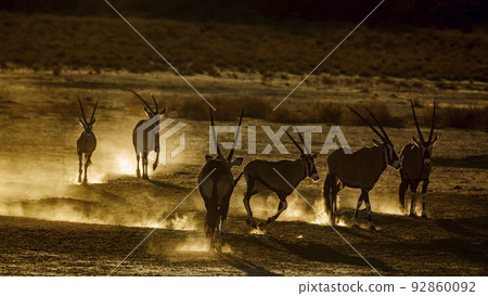South African Oryx in Kgalagadi transfrontier park, South Africa South African Oryx in Kgalagadi transfrontier park, South Africa 92860092