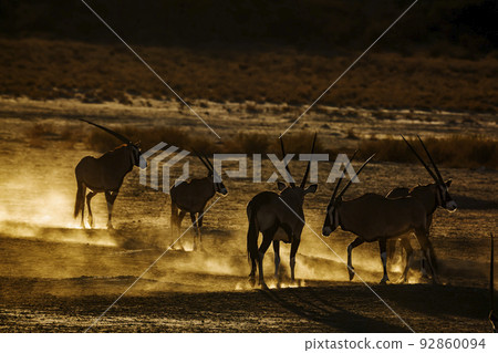 South African Oryx in Kgalagadi transfrontier park, South Africa 92860094