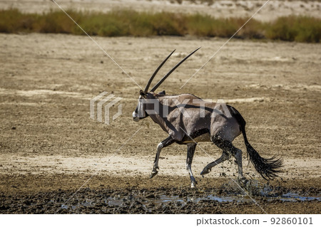South African Oryx in Kgalagadi transfrontier park, South Africa 92860101