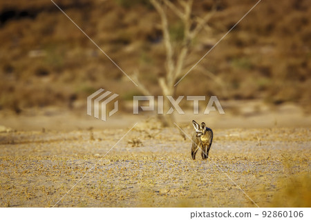 Bat-eared fox in Kgalagadi transfrontier park, South Africa 92860106