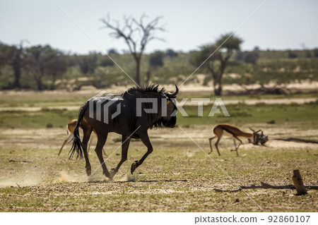Blue wildebeest in Kgalagadi transfrontier park, South Africa 92860107