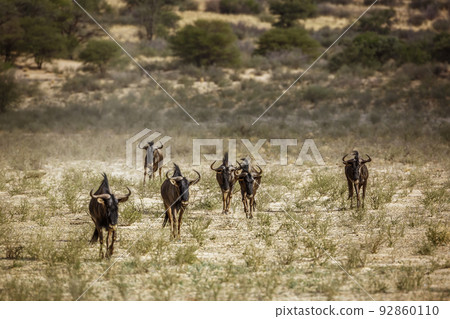 Blue wildebeest in Kgalagadi transfrontier park, South Africa 92860110