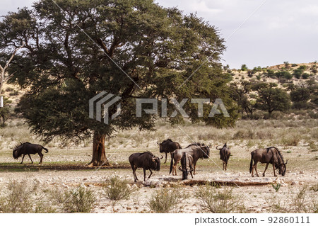 Blue wildebeest in Kgalagadi transfrontier park, South Africa 92860111