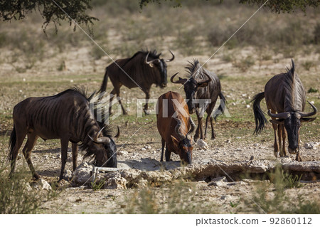 Hartebeest in Kgalagadi transfrontier park, South Africa 92860112