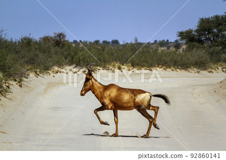 Hartebeest in Kgalagadi transfrontier park, South Africa 92860141
