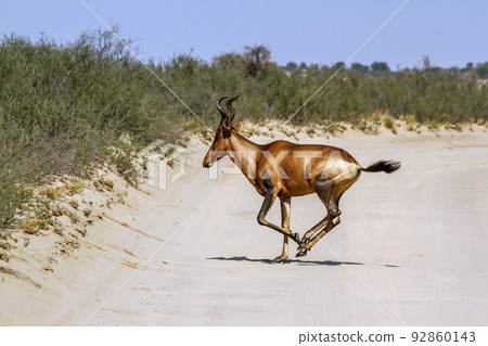 Hartebeest in Kgalagadi transfrontier park, South Africa 92860143