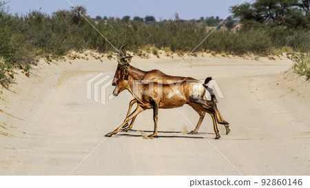 Hartebeest in Kgalagadi transfrontier park, South Africa 92860146