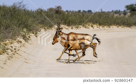 Hartebeest in Kgalagadi transfrontier park, South Africa 92860147