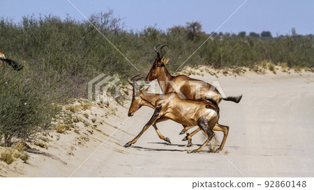 Hartebeest in Kgalagadi transfrontier park, South Africa 92860148