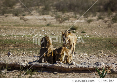 African lion in Kgalagadi transfrontier park, South Africa African lion in Kgalagadi transfrontier park, South Africa 92860162