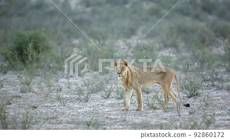 African lion in Kgalagadi transfrontier park, South Africa African lion in Kgalagadi transfrontier park, South Africa 92860172