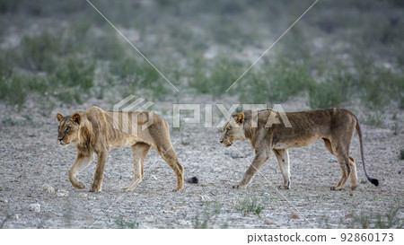 African lion in Kgalagadi transfrontier park, South Africa 92860173