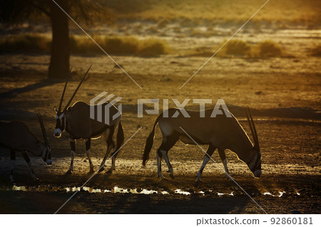 South African Oryx in Kgalagadi transfrontier park, South Africa 92860181