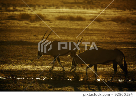 South African Oryx in Kgalagadi transfrontier park, South Africa South African Oryx in Kgalagadi transfrontier park, South Africa 92860184