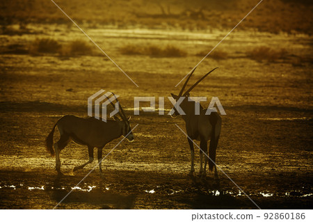 South African Oryx in Kgalagadi transfrontier park, South Africa 92860186