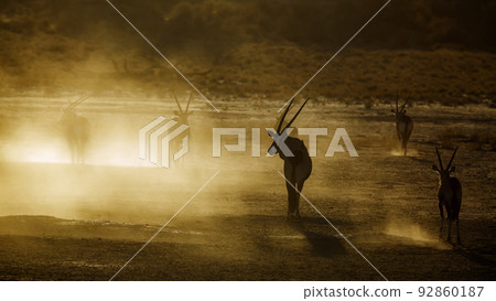 South African Oryx in Kgalagadi transfrontier park, South Africa 92860187