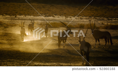 South African Oryx in Kgalagadi transfrontier park, South Africa 92860188