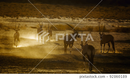 South African Oryx in Kgalagadi transfrontier park, South Africa 92860189