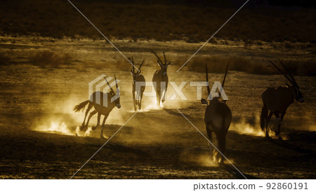 South African Oryx in Kgalagadi transfrontier park, South Africa 92860191