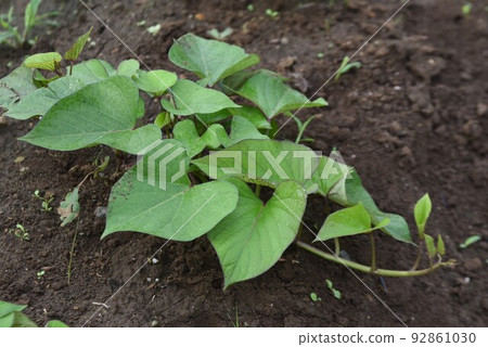 紅薯種植/家庭菜園 92861030