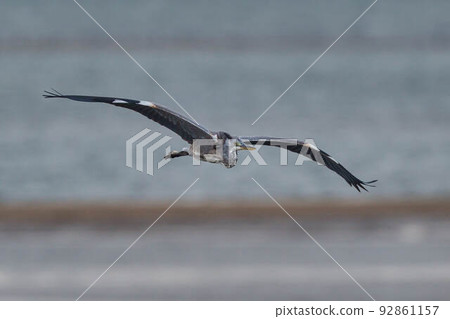 Gray heron Gray heron 92861157