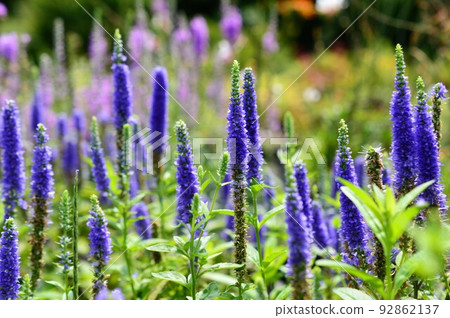 Sophisticated flower Veronica (Longifolia species) 92862137