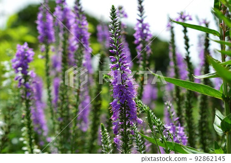 Sophisticated flower Veronica (Longifolia species) Sophisticated flower Veronica (Longifolia species) 92862145