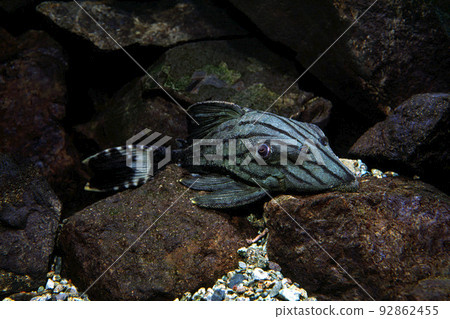 綠色 Royal Pleco Royal Pleco 鯰魚朋友 綠色 Royal Pleco Royal Pleco 鯰魚朋友 92862455