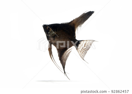Black angelfish juvenile white background 92862457