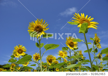 Blue sky and sunflower Sunflower 92862463