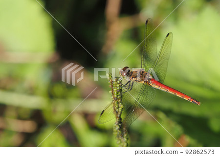 Akiakane (female) Akiakane (female) 92862573