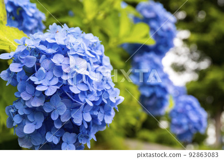 Hydrangea clusters coloring Kazahaya no Sato in early summer Hydrangea clusters coloring Kazahaya no Sato in early summer 92863083