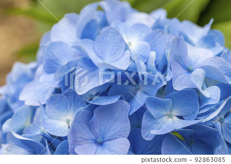 Hydrangea clusters coloring Kazahaya no Sato in early summer 92863085