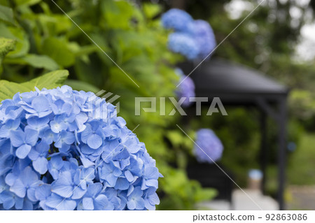 Hydrangea clusters coloring Kazahaya no Sato in early summer 92863086